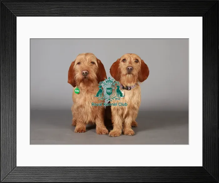 Framed Print : Basset fauve de bretagne, Crufts 2013, KCPL_Stock Framed Print : Basset fauve de bretagne, Crufts 2013, KCPL_Stock