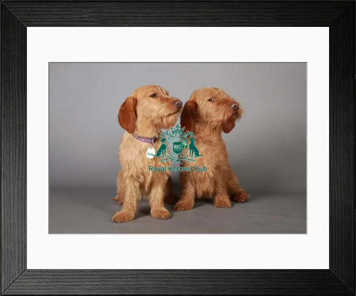 Framed Print : Basset fauve de bretagne, Crufts 2013, KCPL_Stock