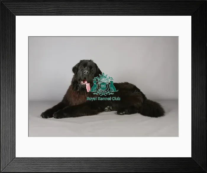 Framed Print : Crufts 2013, Newfoundland, KCPL_Stock Framed Print : Crufts 2013, Newfoundland, KCPL_Stock