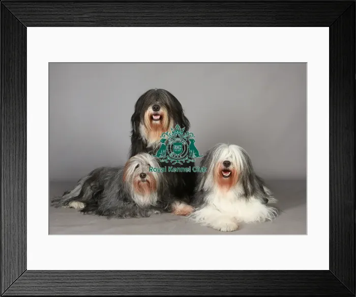 Framed Print : Crufts 2013, Polish Lowland Sheepdog, pastoral, group portrait, Posed, nick ridley