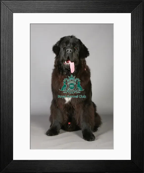 Framed Print : Crufts 2013, Newfoundland, KCPL_Stock Framed Print : Crufts 2013, Newfoundland, KCPL_Stock