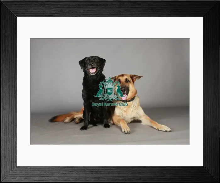 Framed Print : Crufts 2013, nick ridley, stock images, KCPL, March 2013, German Shepherd Dog (Alsation) Framed Print : Crufts 2013, nick ridley, stock images, KCPL, March 2013, German Shepherd Dog (Alsation)