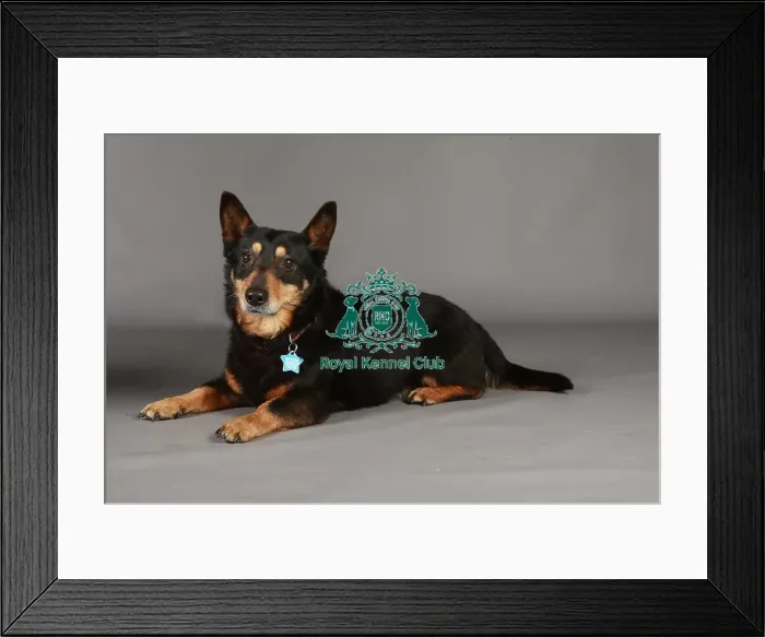 Framed Print : Crufts 2013, lancashire heeler, KCPL_Stock Framed Print : Crufts 2013, lancashire heeler, KCPL_Stock
