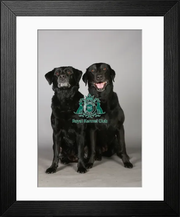 Framed Print : Crufts 2013, Labrador, retrievers, gundog group, portrait, nick ridley, March 2013 Framed Print : Crufts 2013, Labrador, retrievers, gundog group, portrait, nick ridley, March 2013