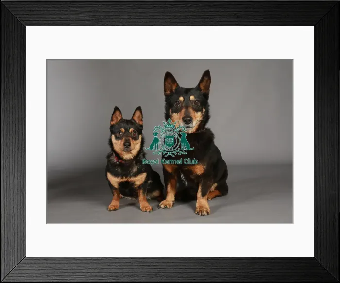 Framed Print : Crufts 2013, lancashire heeler, KCPL_Stock