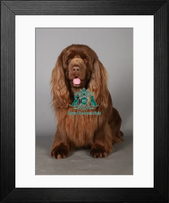 Framed Print : Crufts 2013, Spaniel (Sussex), gundog group, portrait, nick ridley, March 2013, stock images Framed Print : Crufts 2013, Spaniel (Sussex), gundog group, portrait, nick ridley, March 2013, stock images