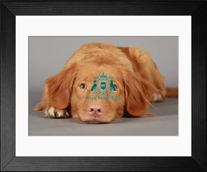 Framed Print : Crufts 2013, nova scotia duck toller, KCPL_Stock