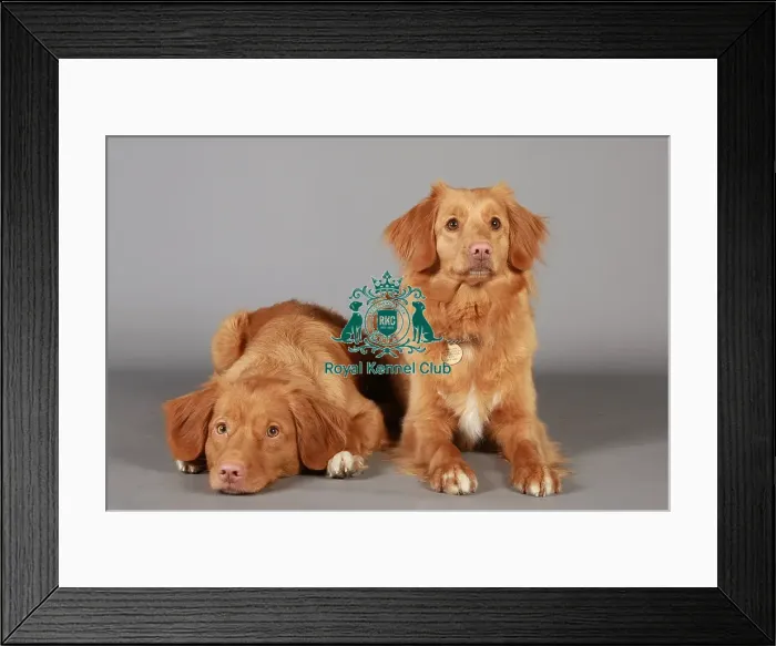 Framed Print : Crufts 2013, nova scotia duck toller, KCPL_Stock Framed Print : Crufts 2013, nova scotia duck toller, KCPL_Stock
