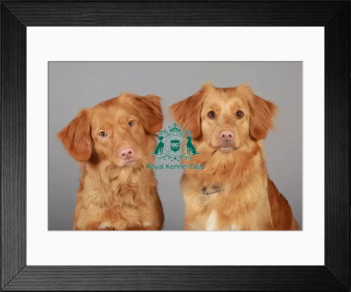Framed Print : Crufts 2013, nova scotia duck toller, KCPL_Stock Framed Print : Crufts 2013, nova scotia duck toller, KCPL_Stock