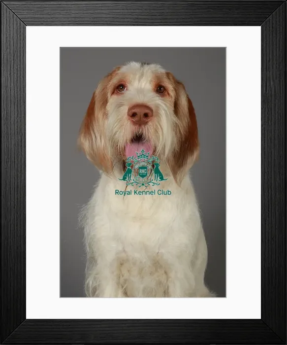 Framed Print : Crufts 2013, nick ridley, stock images, KCPL, KCPL_Stock, March 2013, Italian Spinone Framed Print : Crufts 2013, nick ridley, stock images, KCPL, KCPL_Stock, March 2013, Italian Spinone
