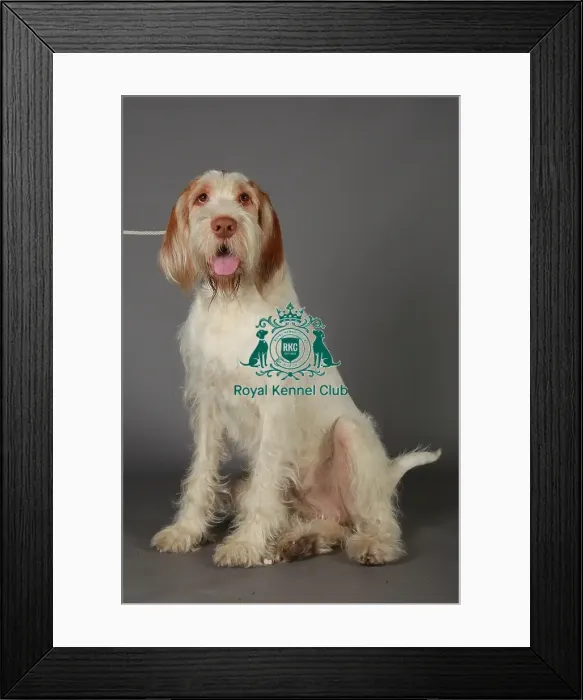 Framed Print : Crufts 2013, nick ridley, stock images, KCPL, KCPL_Stock, March 2013, Italian Spinone Framed Print : Crufts 2013, nick ridley, stock images, KCPL, KCPL_Stock, March 2013, Italian Spinone