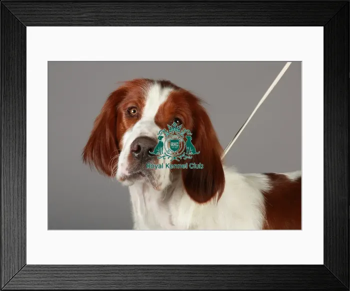 Framed Print : Crufts 2013, nick ridley, stock images, KCPL, KCPL_Stock, March 2013, Irish Red Framed Print : Crufts 2013, nick ridley, stock images, KCPL, KCPL_Stock, March 2013, Irish Red