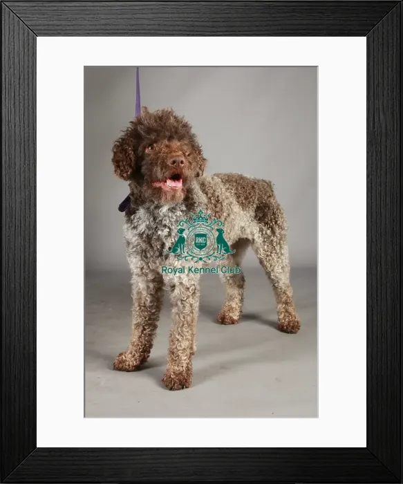 Framed Print : Crufts 2013, nick ridley, stock images, KCPL, KCPL_Stock, March 2013, lagotto romagnolo Framed Print : Crufts 2013, nick ridley, stock images, KCPL, KCPL_Stock, March 2013, lagotto romagnolo