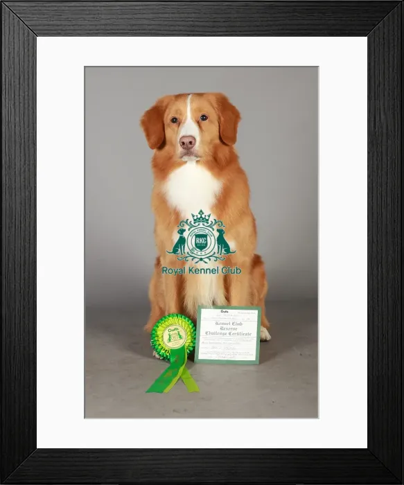 Framed Print : Crufts 2013, nick ridley, stock images, KCPL, KCPL_Stock, March 2013, Retriever Framed Print : Crufts 2013, nick ridley, stock images, KCPL, KCPL_Stock, March 2013, Retriever