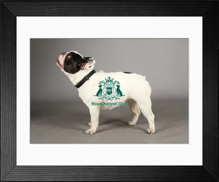 Framed Print : Crufts 2013, nick ridley, stock images, KCPL, KCPL_Stock, March 2013, french bulldog Framed Print : Crufts 2013, nick ridley, stock images, KCPL, KCPL_Stock, March 2013, french bulldog