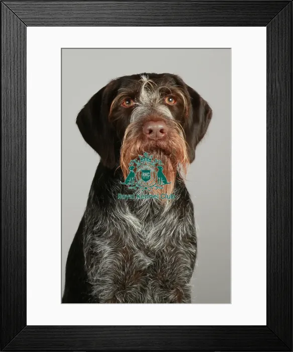 Framed Print : Crufts 2013, nick ridley, stock images, KCPL, KCPL_Stock, March 2013, German Wirehaired Framed Print : Crufts 2013, nick ridley, stock images, KCPL, KCPL_Stock, March 2013, German Wirehaired