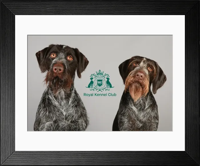 Framed Print : Crufts 2013, nick ridley, stock images, KCPL, KCPL_Stock, March 2013, German Wirehaired Framed Print : Crufts 2013, nick ridley, stock images, KCPL, KCPL_Stock, March 2013, German Wirehaired