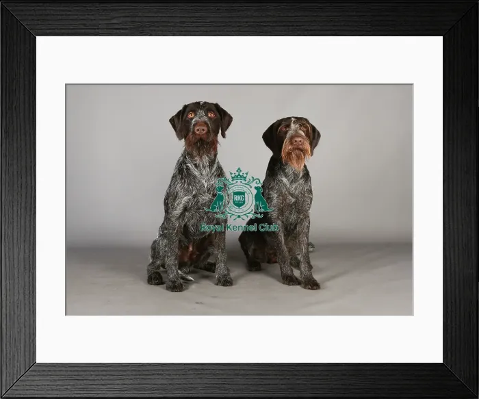 Framed Print : Crufts 2013, nick ridley, stock images, KCPL, KCPL_Stock, March 2013, German Wirehaired Framed Print : Crufts 2013, nick ridley, stock images, KCPL, KCPL_Stock, March 2013, German Wirehaired