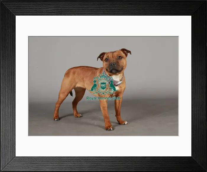 Framed Print : Crufts 2013, nick ridley, stock images, KCPL, KCPL_Stock, March 2013, Staffordshire Framed Print : Crufts 2013, nick ridley, stock images, KCPL, KCPL_Stock, March 2013, Staffordshire