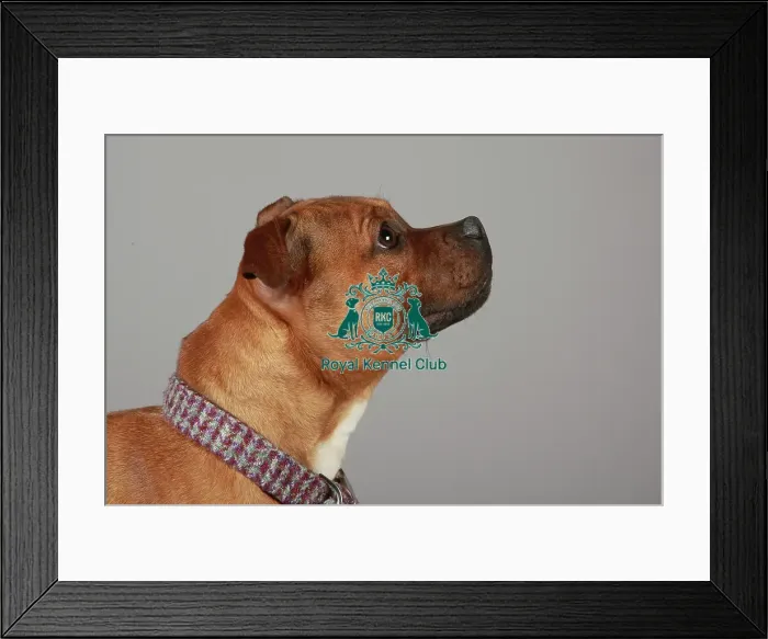 Framed Print : Crufts 2013, nick ridley, stock images, KCPL, KCPL_Stock, March 2013, Staffordshire Framed Print : Crufts 2013, nick ridley, stock images, KCPL, KCPL_Stock, March 2013, Staffordshire