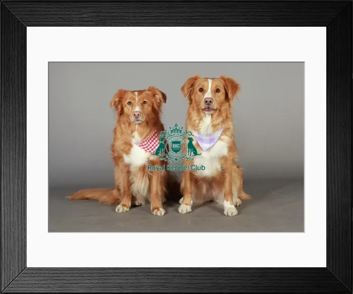 Framed Print : Crufts 2013, nick ridley, stock images, KCPL, KCPL_Stock, March 2013, Retriever Framed Print : Crufts 2013, nick ridley, stock images, KCPL, KCPL_Stock, March 2013, Retriever