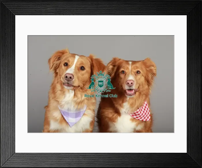 Framed Print : Crufts 2013, nick ridley, stock images, KCPL, KCPL_Stock, March 2013, Retriever Framed Print : Crufts 2013, nick ridley, stock images, KCPL, KCPL_Stock, March 2013, Retriever