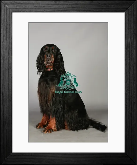 Framed Print : Crufts 2013, nick ridley, stock images, KCPL, KCPL_Stock, March 2013, Gordon Setter Framed Print : Crufts 2013, nick ridley, stock images, KCPL, KCPL_Stock, March 2013, Gordon Setter