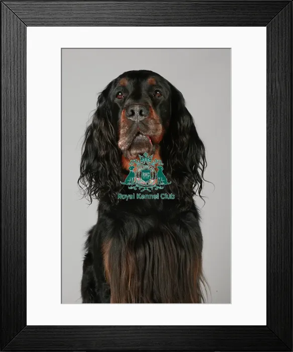 Framed Print : Crufts 2013, nick ridley, stock images, KCPL, KCPL_Stock, March 2013, Gordon Setter Framed Print : Crufts 2013, nick ridley, stock images, KCPL, KCPL_Stock, March 2013, Gordon Setter