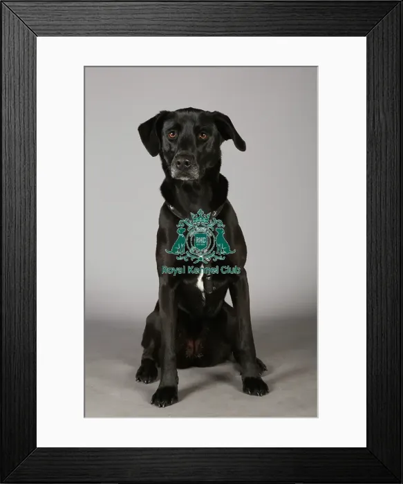 Framed Print : Crufts 2013, nick ridley, stock images, KCPL, KCPL_Stock, March 2013, Cross breed