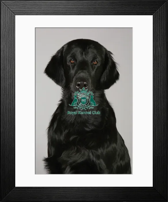 Framed Print : Crufts 2013, nick ridley, stock images, KCPL, KCPL_Stock, March 2013, Retriever