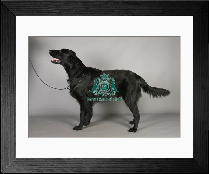 Framed Print : Crufts 2013, nick ridley, stock images, KCPL, KCPL_Stock, March 2013, Retriever