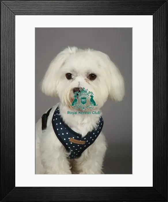 Framed Print : Crufts 2013, nick ridley, stock images, KCPL, KCPL_Stock, March 2013, Maltese Framed Print : Crufts 2013, nick ridley, stock images, KCPL, KCPL_Stock, March 2013, Maltese