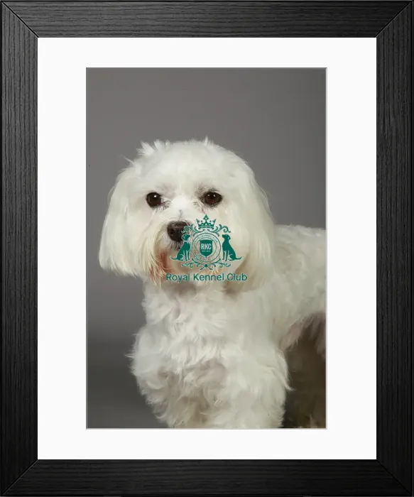 Framed Print : Crufts 2013, nick ridley, stock images, KCPL, KCPL_Stock, March 2013, Maltese Framed Print : Crufts 2013, nick ridley, stock images, KCPL, KCPL_Stock, March 2013, Maltese