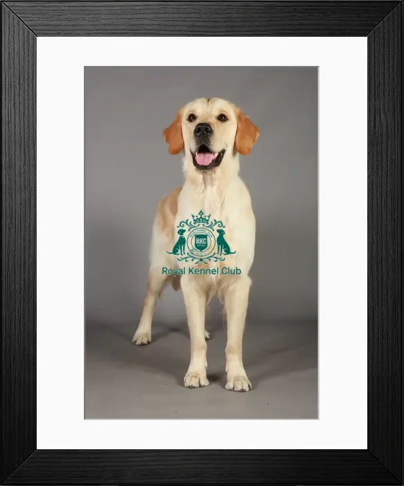 Framed Print : Crufts 2013, nick ridley, stock images, KCPL, KCPL_Stock, March 2013, Retriever (Golden) Framed Print : Crufts 2013, nick ridley, stock images, KCPL, KCPL_Stock, March 2013, Retriever (Golden)