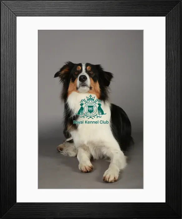 Framed Print : Crufts 2013, nick ridley, stock images, KCPL, KCPL_Stock, March 2013, Border Collie Framed Print : Crufts 2013, nick ridley, stock images, KCPL, KCPL_Stock, March 2013, Border Collie