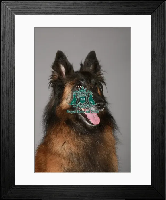 Framed Print : Crufts 2013, nick ridley, stock images, KCPL, KCPL_Stock, March 2013, Belgian Shepherd Framed Print : Crufts 2013, nick ridley, stock images, KCPL, KCPL_Stock, March 2013, Belgian Shepherd