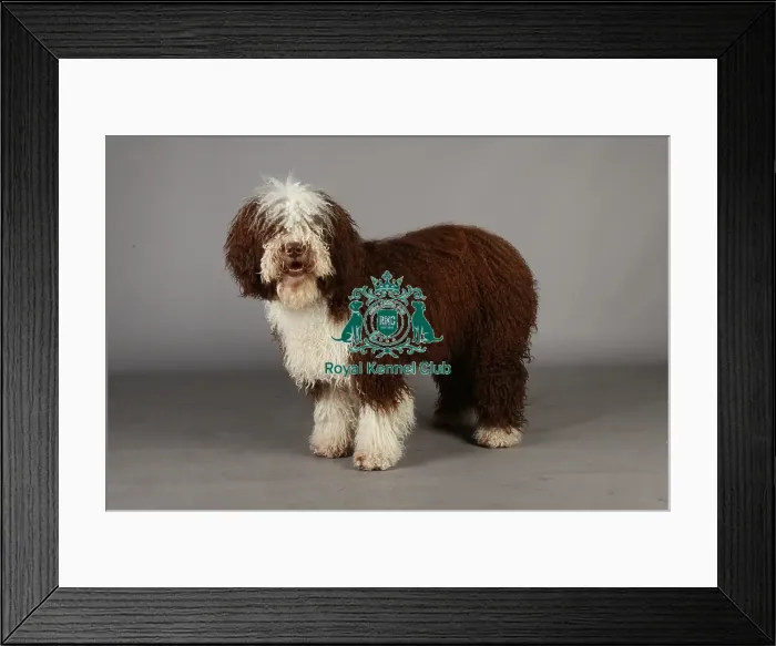 Framed Print : Crufts 2013, nick ridley, stock images, KCPL, KCPL_Stock, March 2013, Spanish Water Dog Framed Print : Crufts 2013, nick ridley, stock images, KCPL, KCPL_Stock, March 2013, Spanish Water Dog