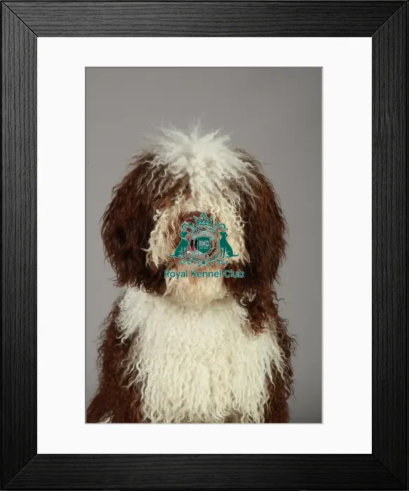 Framed Print : Crufts 2013, nick ridley, stock images, KCPL, KCPL_Stock, March 2013, Spanish Water Dog Framed Print : Crufts 2013, nick ridley, stock images, KCPL, KCPL_Stock, March 2013, Spanish Water Dog