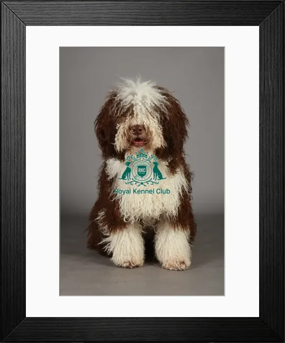 Framed Print : Crufts 2013, nick ridley, stock images, KCPL, KCPL_Stock, March 2013, Spanish Water Dog Framed Print : Crufts 2013, nick ridley, stock images, KCPL, KCPL_Stock, March 2013, Spanish Water Dog
