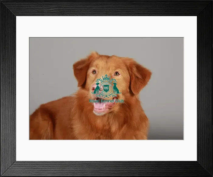 Framed Print : Crufts 2013, nick ridley, stock images, KCPL, KCPL_Stock, March 2013, Retriever Framed Print : Crufts 2013, nick ridley, stock images, KCPL, KCPL_Stock, March 2013, Retriever