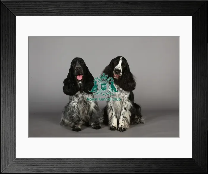 Framed Print : Crufts 2013, nick ridley, stock images, KCPL, KCPL_Stock, March 2013, Spaniel (English Framed Print : Crufts 2013, nick ridley, stock images, KCPL, KCPL_Stock, March 2013, Spaniel (English