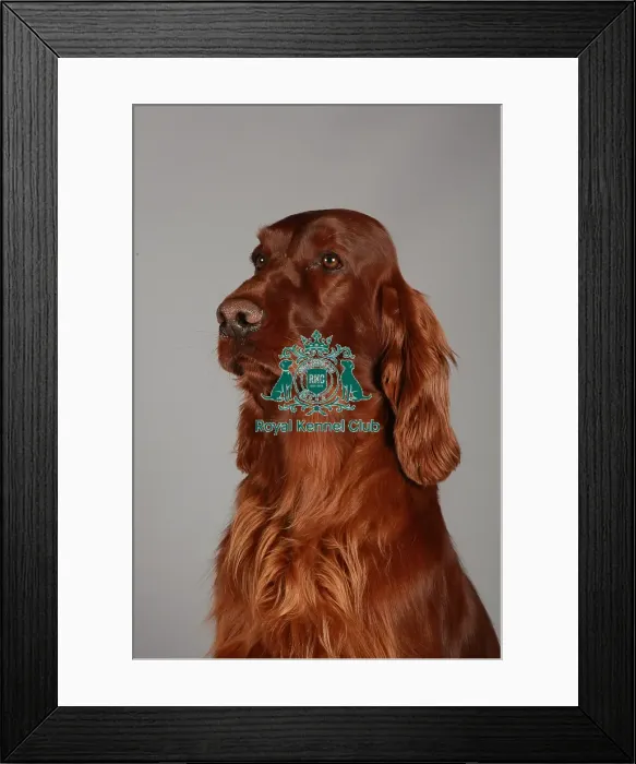 Framed Print : Crufts 2013, nick ridley, stock images, KCPL, KCPL_Stock, March 2013, Irish Setter Framed Print : Crufts 2013, nick ridley, stock images, KCPL, KCPL_Stock, March 2013, Irish Setter