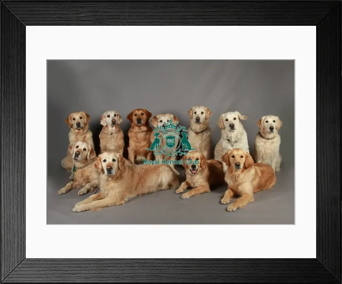 Framed Print : Crufts 2013, nick ridley, stock images, KCPL, KCPL_Stock, March 2013, Retriever (Golden) Framed Print : Crufts 2013, nick ridley, stock images, KCPL, KCPL_Stock, March 2013, Retriever (Golden)