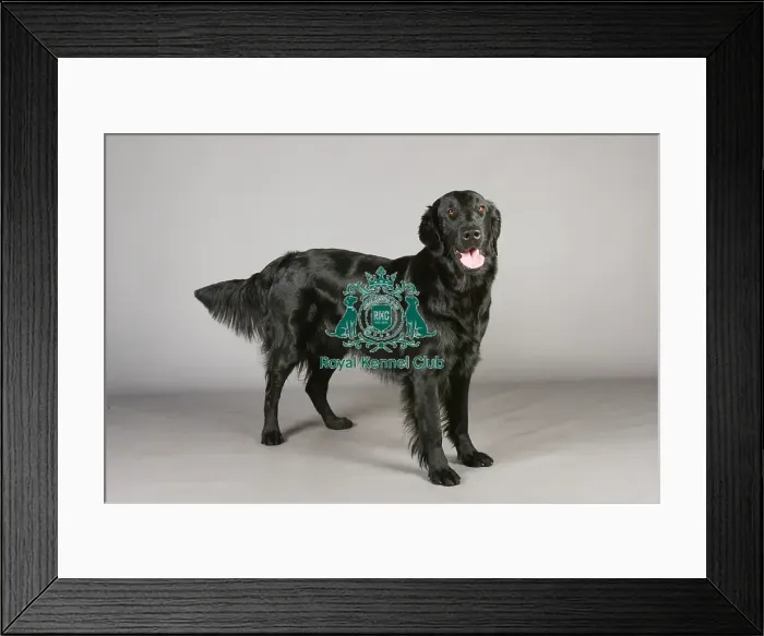 Framed Print : Crufts 2013, nick ridley, stock images, KCPL, KCPL_Stock, March 2013, Retriever Framed Print : Crufts 2013, nick ridley, stock images, KCPL, KCPL_Stock, March 2013, Retriever