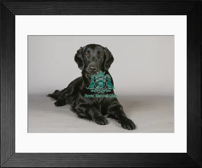 Framed Print : Crufts 2013, nick ridley, stock images, KCPL, KCPL_Stock, March 2013, Retriever Framed Print : Crufts 2013, nick ridley, stock images, KCPL, KCPL_Stock, March 2013, Retriever