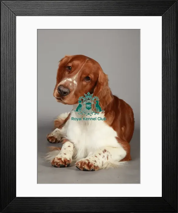 Framed Print : Crufts 2013, nick ridley, stock images, KCPL, KCPL_Stock, March 2013, Spaniel (Welsh Framed Print : Crufts 2013, nick ridley, stock images, KCPL, KCPL_Stock, March 2013, Spaniel (Welsh