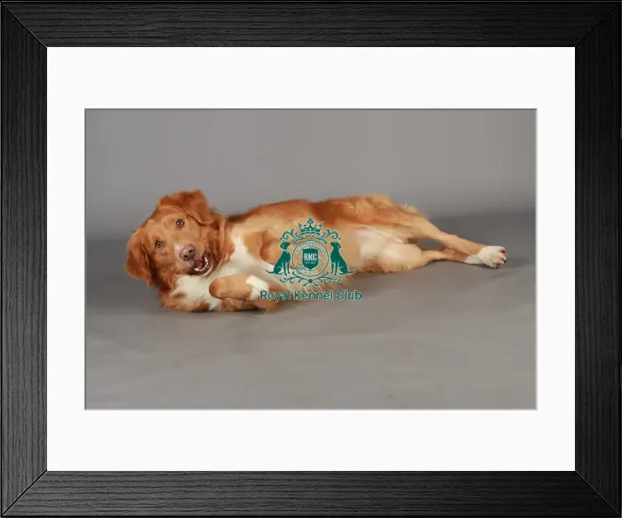 Framed Print : Crufts 2013, nick ridley, stock images, KCPL, KCPL_Stock, March 2013, Retriever Framed Print : Crufts 2013, nick ridley, stock images, KCPL, KCPL_Stock, March 2013, Retriever