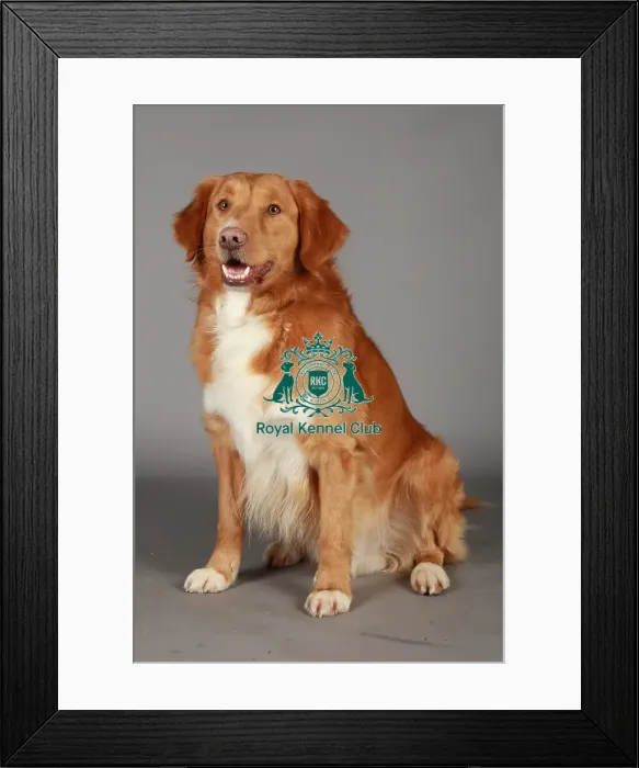 Framed Print : Crufts 2013, nick ridley, stock images, KCPL, KCPL_Stock, March 2013, Retriever Framed Print : Crufts 2013, nick ridley, stock images, KCPL, KCPL_Stock, March 2013, Retriever