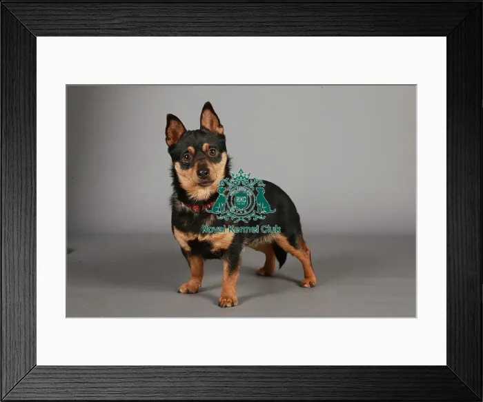 Framed Print : Crufts 2013, nick ridley, stock images, KCPL, KCPL_Stock, March 2013, Lancashire Heeler Framed Print : Crufts 2013, nick ridley, stock images, KCPL, KCPL_Stock, March 2013, Lancashire Heeler
