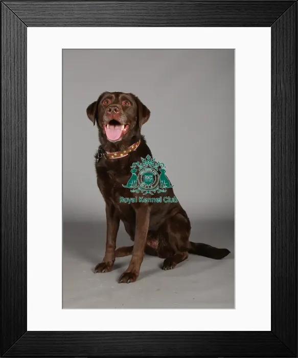 Framed Print : Crufts 2013, nick ridley, stock images, KCPL, KCPL_Stock, March 2013, Retriever
